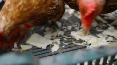 Tavuklar yavaş çekimde bir yemlikten lahana parçalarını gagalıyor. Yüksek kaliteli FullHD görüntüler