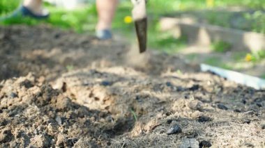 Sebze bahçesi yatağını düz keskiyle sürmek, ağır çekimde. Yüksek kaliteli FullHD görüntüler