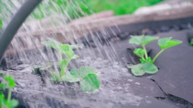 Genç çileklerden oluşan bir yatağı suluyorum, ağır çekimde. Yüksek kaliteli FullHD görüntüler