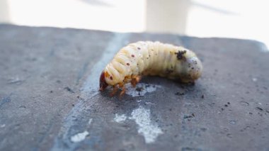 Büyük gergedan böcek larvası, bulanık arka planda yakın plan. Yüksek kalite 4k görüntü