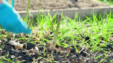 Mavi kauçuk eldivenli bir kadın bahçe yatağında kuşkonmaz hasat ediyor. Yüksek kalite 4k görüntü