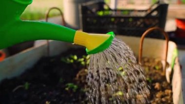 Bahçe sulama tenekesinden bir bahçe yatağını yavaş çekimde sulamak, yakın çekim. Yüksek kaliteli FullHD görüntüler