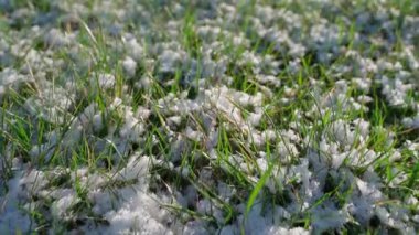 Güneşin altında eriyen yeşil çimenler, yumuşak kamera hareketleri. Yüksek kaliteli FullHD görüntüler