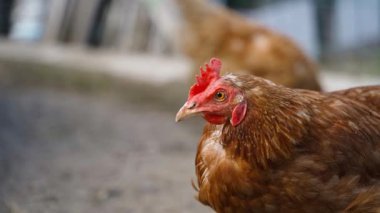 Lohmann kahverengi tavuğunun yakın plan görüntüsü bulanık bir arka plan. Yüksek kaliteli FullHD görüntüler