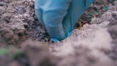 Eldivenli bir el sebze bahçesi yatağına soğan ekiyor, yakın plan. Yüksek kaliteli FullHD görüntüler