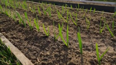 Güneşli bir gün, büyüyen soğanlı bir bahçe yatağı, yakın plan. - Evet. Yüksek kaliteli FullHD görüntüler