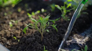 Domates fidelerini suluyorum. Yüksek kaliteli FullHD görüntüler