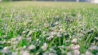 Pürüzsüz kamera hareketi, karlı beyaz çimen, yaklaş. Yüksek kaliteli FullHD görüntüler