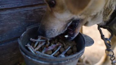 Çok aç bir köpek tavuk kemikleri yer, yakından. Yüksek kaliteli FullHD görüntüler
