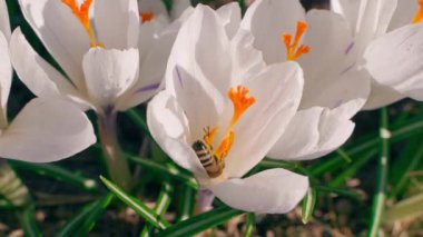 Güneşli bir günde beyaz bir kır çiçeğine tırmanan bir arıya yakın çekim. Yüksek kaliteli FullHD görüntüler