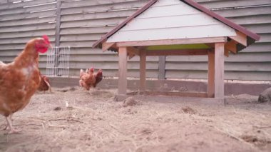 Lohmann kahverengi tavukları otlakta koşuyor, ağır çekimde. Yüksek kaliteli FullHD görüntüler