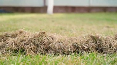 Taradıktan sonra çimlerin yanında kuru otlarla kameranın düzgün hareketi, yakın plan. Yüksek kaliteli FullHD görüntüler