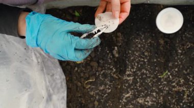 Bir kadın, lastik eldivenle bir bahçe yatağına cımbızla tohum ekiyor. Yüksek kaliteli FullHD görüntüler