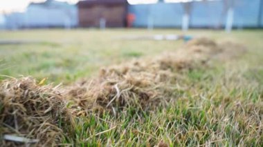 Çimleri taradıktan sonra çimleri kurut. Çimlerin temizlenmesi ve bakımı, düzgün kamera hareketleri. Yüksek kaliteli FullHD görüntüler