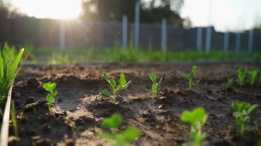 Bezelye tohumu filizlenmiş, bahçe yatağına yakın, düzgün kamera hareketi. Yüksek kaliteli FullHD görüntüler