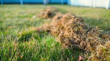 Çimleri taradıktan sonra çimleri kurut. Çimlerin temizlenmesi ve bakımı, düzgün kamera hareketleri. Yüksek kaliteli FullHD görüntüler