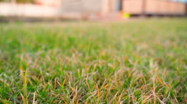 Kış bittikten sonra çimlerin üzerinde düzgün kamera hareketi, yakın plan. Yüksek kaliteli FullHD görüntüler