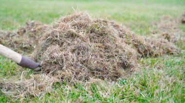 Kuru ot bir yabayla kaldırılır, yavaş çekimde yakın plan. Kıştan sonra çimenlikten çıkmış çimenler. Yüksek kaliteli FullHD görüntüler