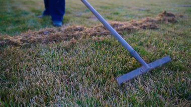 Çimleri tırmıkla savuşturmak, ağır çekim. Mevsimden önce çim bakımı. Yüksek kaliteli FullHD görüntüler