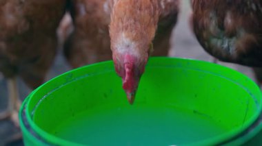 Tavuklar yeşil kovadan suyu yavaş çekimde içerler. Yüksek kaliteli FullHD görüntüler