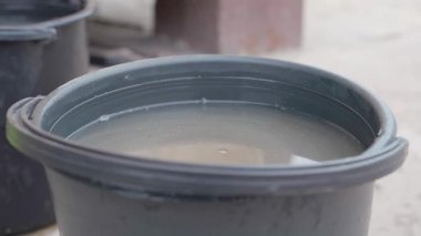 Genç bir tohum, kök salmış bir ajanla bir kovada kök salmıştır. Toprağa ekmek için bir tohum hazırlıyorum. Yüksek kalite 4k görüntü