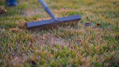 Bir tırmık kıştan sonra çimenleri kuru çimlerden arındırmak için kullanılır. Bahçeyle ilgilenen bir bahçıvan, yakın plan. Yüksek kalite 4k görüntü