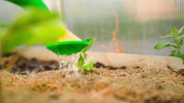 Genç bir patlıcan filizi sulama tenekesinden sulanır. Ot kaplı bir serada sebze bahçesi yatağı. Yüksek kaliteli FullHD görüntüler