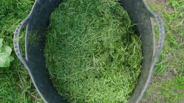Toprağı biçmek için biçilmiş bir kova çimen, üst manzara. Yüksek kaliteli FullHD görüntüler