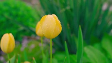 Yağmurdan sonra su damlacıklarındaki sarı lalenin etrafında düzgün bir kamera hareketi. Yüksek kaliteli FullHD görüntüler