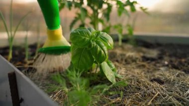 Su kutusundan çıkan bir serada fesleğen sulamak. Yüksek kaliteli FullHD görüntüler