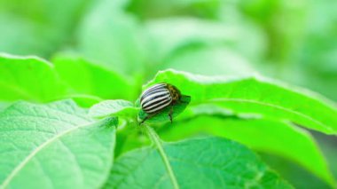 Patates yaprağının altında saklanan Colorado patates böceği, yakın plan. Yüksek kaliteli FullHD görüntüler