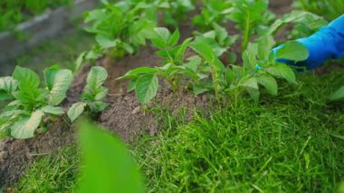 Kadınların elleri etrafında, patates yetiştiren bir yatağın üzerindeki toprağı çimento sürerek kamera hareketi, yakın plan. Yüksek kaliteli FullHD görüntüler