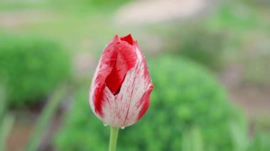 Yağmurdan sonra su damlacıklarındaki kırmızı lalenin etrafında düzgün bir kamera hareketi. Yüksek kaliteli FullHD görüntüler