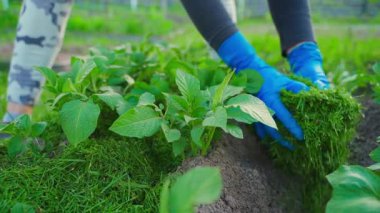 Bir kadın bahçe yatağını yavaş çekimde gübreler. Yüksek kaliteli FullHD görüntüler