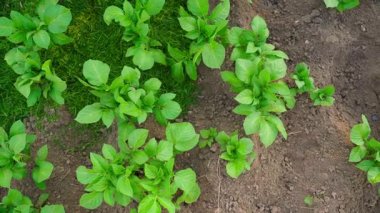 Toprak gübreleme sırasında patates yetiştiren bir sebze bahçesi, üst manzara. Yüksek kaliteli FullHD görüntüler