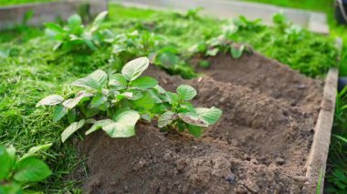 Mavi lastik eldivenli kadınların elleri toprağı yavaş çekimde büyüyen patateslerden oluşan bir yatağın üzerinde gübreler. Yüksek kaliteli FullHD görüntüler