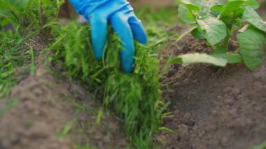 Çimleri biçtikten sonra çimlerle kaplanmış sebze bahçesi yatağının toprağına yakın çekim. Yüksek kaliteli FullHD görüntüler