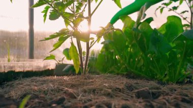 Bir serada yetişen domates filizini sulama tenekesinden sulamak, gün batımı. Yüksek kaliteli FullHD görüntüler