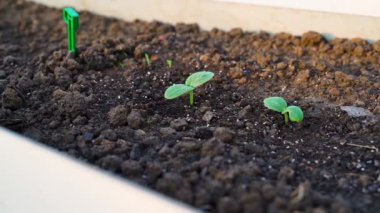 Bahçede taze salatalık tohumları filizlenir, yaklaşın. Yüksek kaliteli FullHD görüntüler