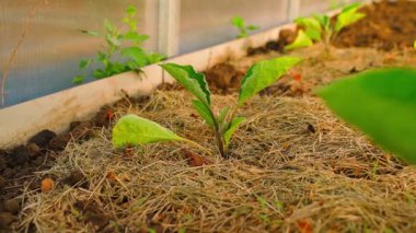 Saman toprağı ve büyüyen patlıcan filizleri olan bir serada sebze bahçesi yatağı, düzgün kamera hareketi. Yüksek kaliteli FullHD görüntüler