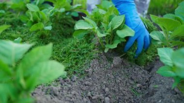 Eldiven giymiş kadın elleri, bahçedeki bir yatağın toprağında yavaş çekimde patatesler yetiştirir. Yüksek kaliteli FullHD görüntüler