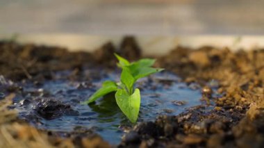 Serada, gün batımında yetişen bir çan biberi filizini sulamak. Yüksek kaliteli FullHD görüntüler