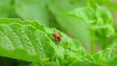 Colorado patates böceği, güneşli bir yaz gününde yakın planda patates yaprağı yiyor. Yüksek kaliteli FullHD görüntüler