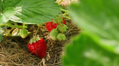 Bir el tarlada kırmızı bir çilek bulur ve koparır, yakın plan. Yüksek kalite 4k görüntü