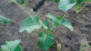 Brokoli tohumlarını böcek ilaçlama ajanıyla kapatıyoruz. Yüksek kalite 4k görüntü