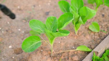 Püskürtücüden lahana filizi sıkarak. Yaklaş. Yüksek kalite 4k görüntü