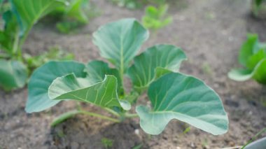 Haşerelerin ve hastalıkların lahanaları spreyle tedavi ediliyor. Yüksek kalite 4k görüntü