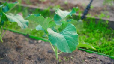Brokoli tohumlarını böcek ilaçlama ajanıyla kapatıyoruz. Yüksek kalite 4k görüntü