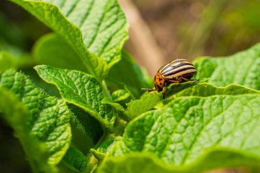 Patates yaprağında Colorado patates böceği güneşli bir günde yakın planda. Colorado patates böceği patates yiyor..