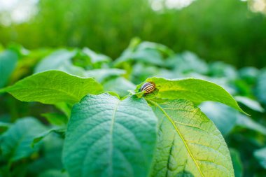 Patates yaprağında Colorado patates böceği güneşli bir günde yakın planda. Colorado patates böceği patates yiyor..